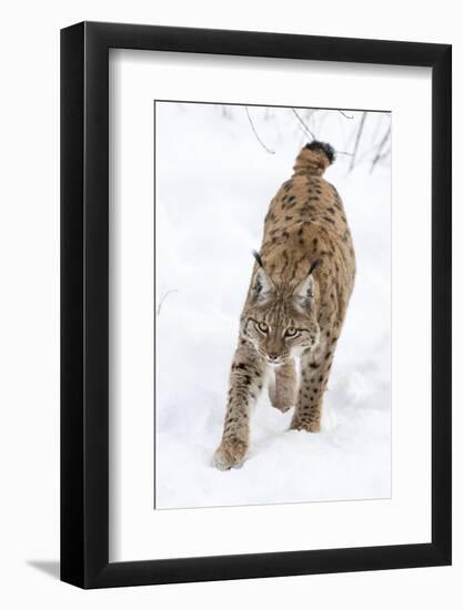 Eurasian Lynx During Winter in National Park Bavarian Forest. Bavaria, Germany-Martin Zwick-Framed Photographic Print