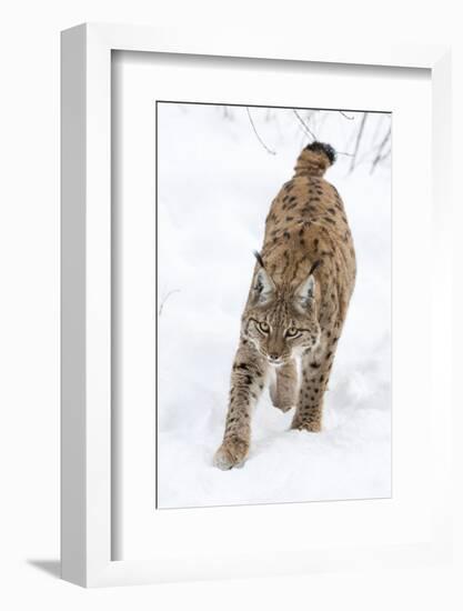 Eurasian Lynx During Winter in National Park Bavarian Forest. Bavaria, Germany-Martin Zwick-Framed Photographic Print