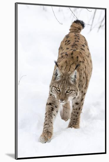 Eurasian Lynx During Winter in National Park Bavarian Forest. Bavaria, Germany-Martin Zwick-Mounted Photographic Print