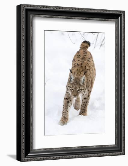 Eurasian Lynx During Winter in National Park Bavarian Forest. Bavaria, Germany-Martin Zwick-Framed Photographic Print