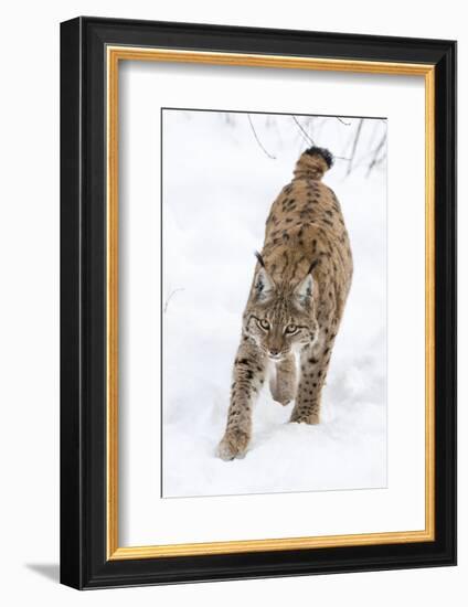 Eurasian Lynx During Winter in National Park Bavarian Forest. Bavaria, Germany-Martin Zwick-Framed Photographic Print