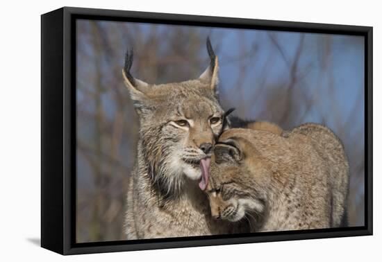 Eurasian lynx grooming its kitten, aged eight months-Edwin Giesbers-Framed Premier Image Canvas