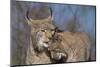 Eurasian lynx grooming its kitten, aged eight months-Edwin Giesbers-Mounted Photographic Print