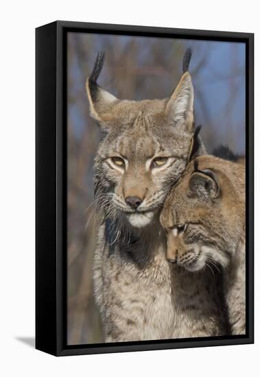 Eurasian lynx kitten, aged eight months, nuzzling its mother-Edwin Giesbers-Framed Premier Image Canvas