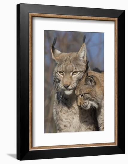 Eurasian lynx kitten, aged eight months, nuzzling its mother-Edwin Giesbers-Framed Photographic Print