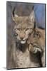 Eurasian lynx kitten, aged eight months, nuzzling its mother-Edwin Giesbers-Mounted Photographic Print