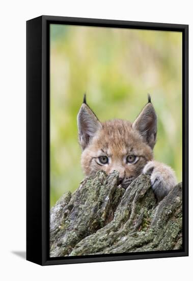 Eurasian lynx kitten, aged six weeks, hiding behind tree-Edwin Giesbers-Framed Premier Image Canvas