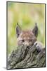 Eurasian lynx kitten, aged six weeks, hiding behind tree-Edwin Giesbers-Mounted Photographic Print