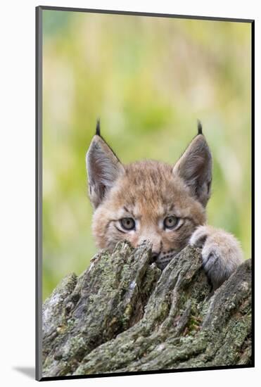 Eurasian lynx kitten, aged six weeks, hiding behind tree-Edwin Giesbers-Mounted Photographic Print