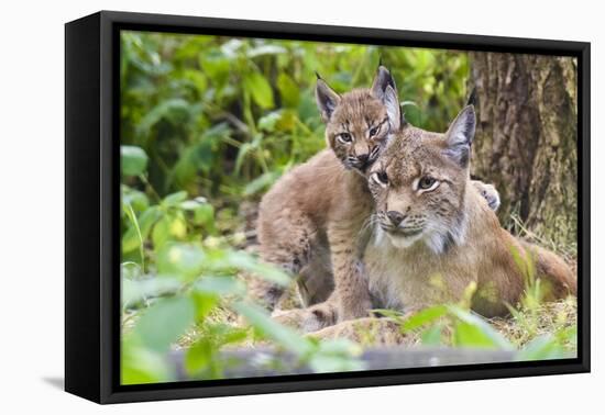 Eurasian lynx kitten, aged six weeks, showing affection-Edwin Giesbers-Framed Premier Image Canvas