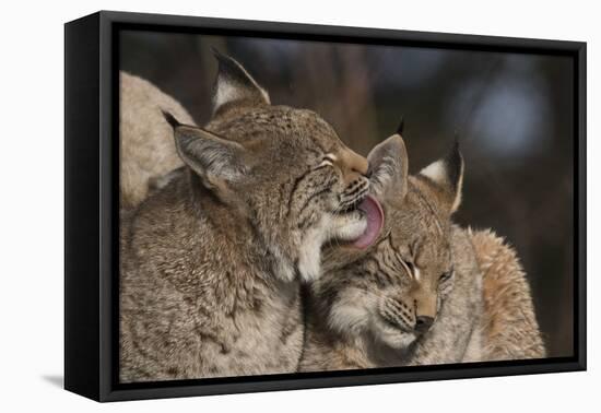 Eurasian lynx kittens, aged eight months, showing affection-Edwin Giesbers-Framed Premier Image Canvas