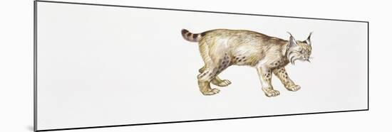 Eurasian Lynx (Lynx Lynx)-null-Mounted Giclee Print
