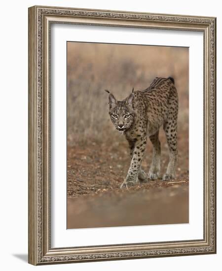 Eurasian lynx walking, Castilla La Mancha, Spain-Loic Poidevin-Framed Photographic Print