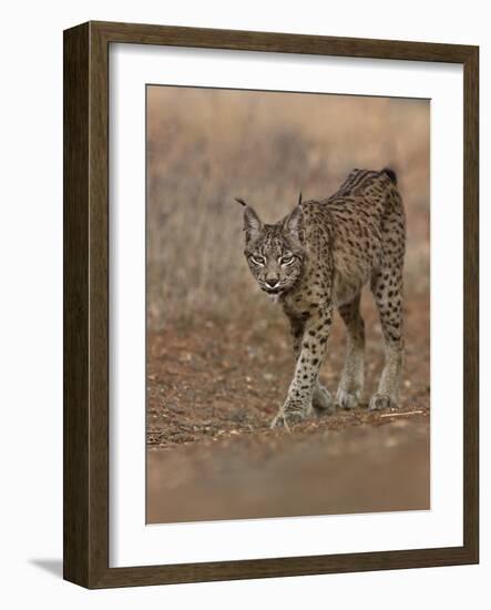 Eurasian lynx walking, Castilla La Mancha, Spain-Loic Poidevin-Framed Photographic Print