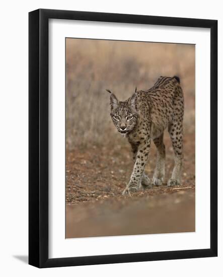 Eurasian lynx walking, Castilla La Mancha, Spain-Loic Poidevin-Framed Photographic Print
