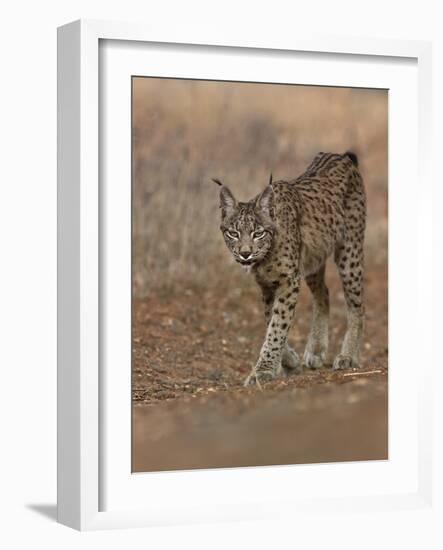 Eurasian lynx walking, Castilla La Mancha, Spain-Loic Poidevin-Framed Photographic Print