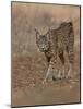 Eurasian lynx walking, Castilla La Mancha, Spain-Loic Poidevin-Mounted Photographic Print
