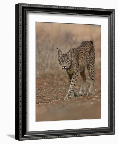 Eurasian lynx walking, Castilla La Mancha, Spain-Loic Poidevin-Framed Photographic Print