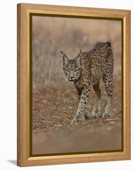 Eurasian lynx walking, Castilla La Mancha, Spain-Loic Poidevin-Framed Premier Image Canvas