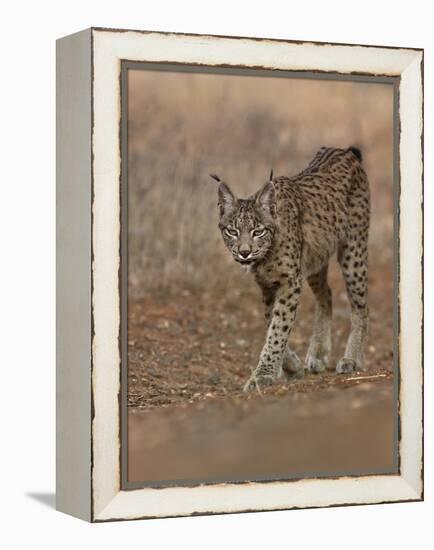 Eurasian lynx walking, Castilla La Mancha, Spain-Loic Poidevin-Framed Premier Image Canvas