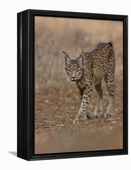 Eurasian lynx walking, Castilla La Mancha, Spain-Loic Poidevin-Framed Premier Image Canvas