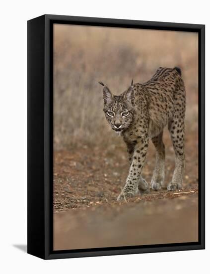 Eurasian lynx walking, Castilla La Mancha, Spain-Loic Poidevin-Framed Premier Image Canvas