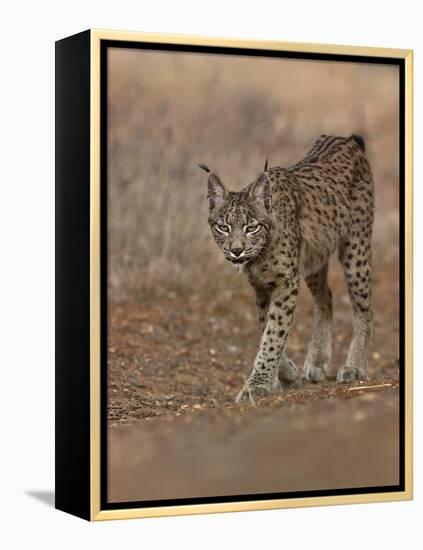 Eurasian lynx walking, Castilla La Mancha, Spain-Loic Poidevin-Framed Premier Image Canvas