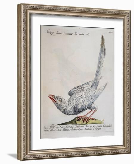 Eurasian Magpie Albino Specimen (Pica Pica), Coloured from History of Birds, 1767, Table 156-null-Framed Giclee Print