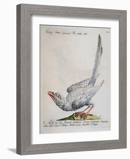 Eurasian Magpie Albino Specimen (Pica Pica), Coloured from History of Birds, 1767, Table 156-null-Framed Giclee Print