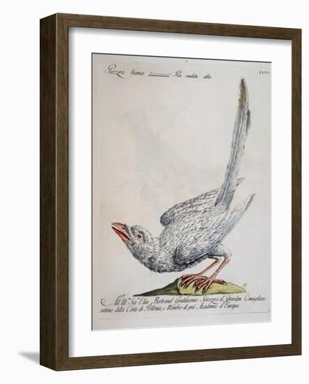 Eurasian Magpie Albino Specimen (Pica Pica), Coloured from History of Birds, 1767, Table 156-null-Framed Giclee Print