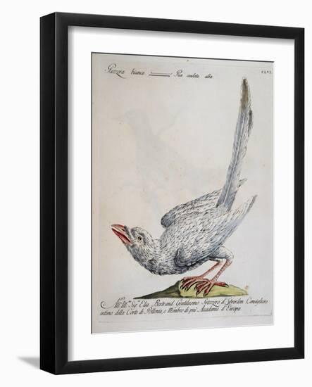 Eurasian Magpie Albino Specimen (Pica Pica), Coloured from History of Birds, 1767, Table 156-null-Framed Giclee Print