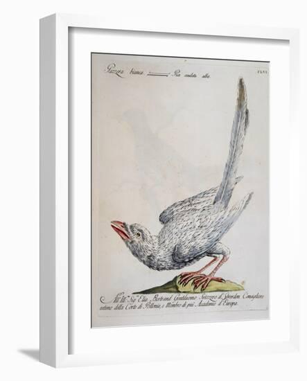 Eurasian Magpie Albino Specimen (Pica Pica), Coloured from History of Birds, 1767, Table 156-null-Framed Giclee Print