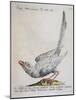 Eurasian Magpie Albino Specimen (Pica Pica), Coloured from History of Birds, 1767, Table 156-null-Mounted Giclee Print