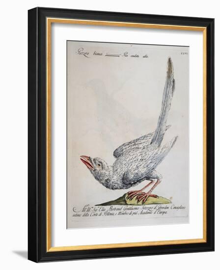 Eurasian Magpie Albino Specimen (Pica Pica), Coloured from History of Birds, 1767, Table 156-null-Framed Giclee Print