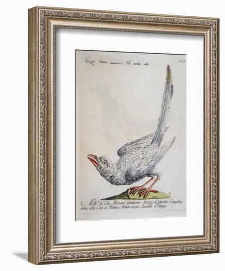 Eurasian Magpie Albino Specimen (Pica Pica), Coloured from History of Birds, 1767, Table 156--Framed Giclee Print