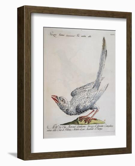 Eurasian Magpie Albino Specimen (Pica Pica), Coloured from History of Birds, 1767, Table 156-null-Framed Giclee Print