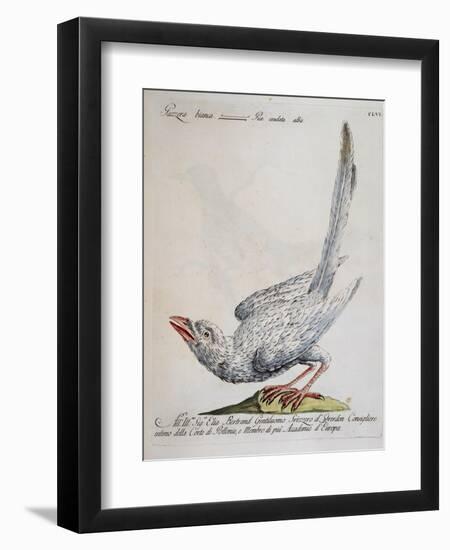 Eurasian Magpie Albino Specimen (Pica Pica), Coloured from History of Birds, 1767, Table 156-null-Framed Giclee Print