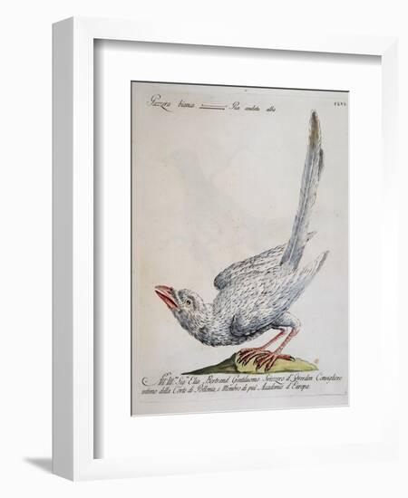 Eurasian Magpie Albino Specimen (Pica Pica), Coloured from History of Birds, 1767, Table 156-null-Framed Giclee Print