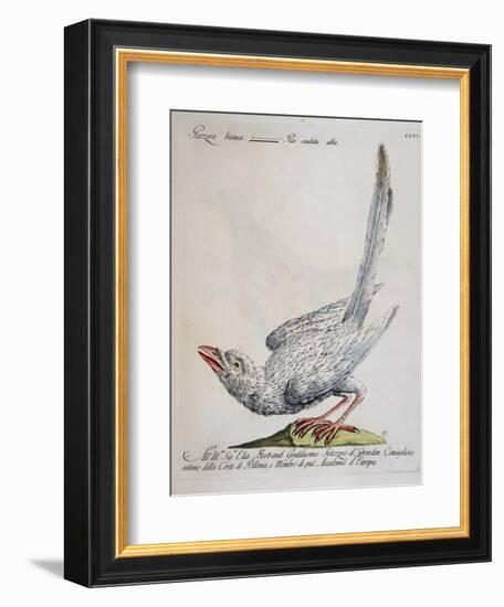 Eurasian Magpie Albino Specimen (Pica Pica), Coloured from History of Birds, 1767, Table 156-null-Framed Giclee Print