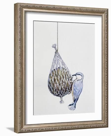 Eurasian Nuthatch or Nuthatch (Sitta Europaea), Sittidae-null-Framed Giclee Print