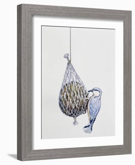 Eurasian Nuthatch or Nuthatch (Sitta Europaea), Sittidae-null-Framed Giclee Print