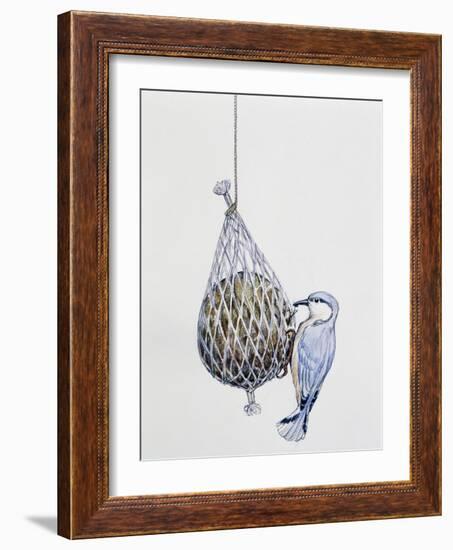 Eurasian Nuthatch or Nuthatch (Sitta Europaea), Sittidae-null-Framed Giclee Print