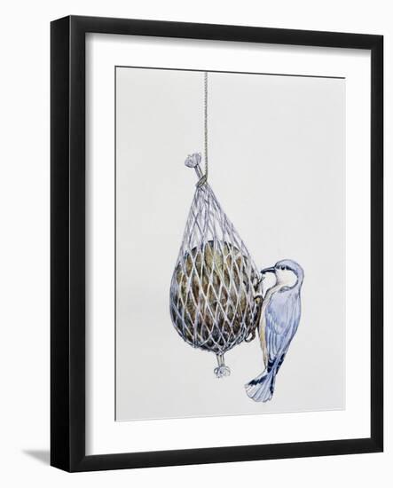 Eurasian Nuthatch or Nuthatch (Sitta Europaea), Sittidae-null-Framed Giclee Print