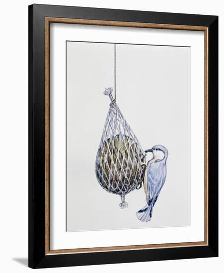 Eurasian Nuthatch or Nuthatch (Sitta Europaea), Sittidae-null-Framed Giclee Print