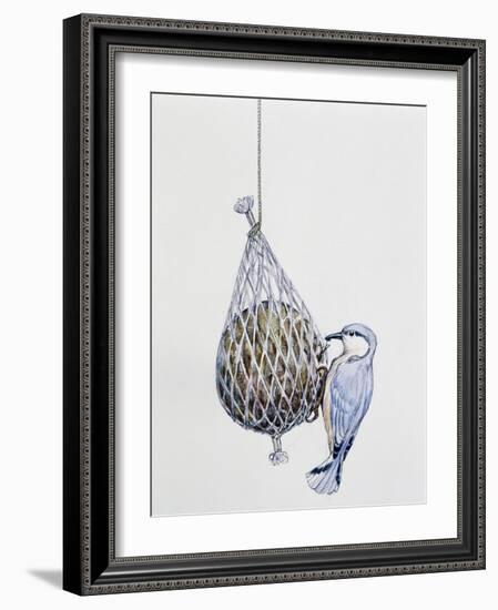 Eurasian Nuthatch or Nuthatch (Sitta Europaea), Sittidae-null-Framed Giclee Print