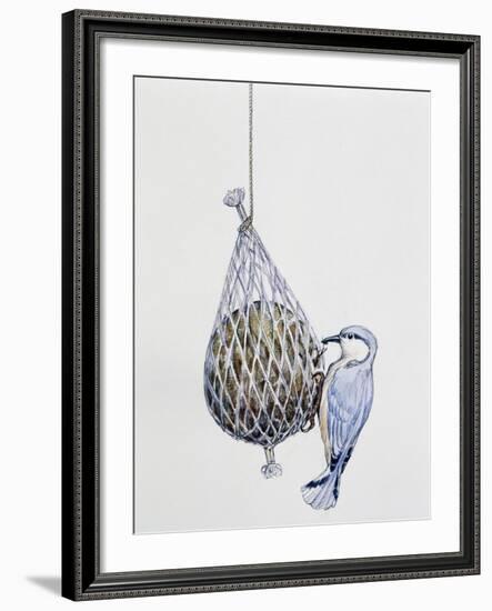 Eurasian Nuthatch or Nuthatch (Sitta Europaea), Sittidae-null-Framed Giclee Print