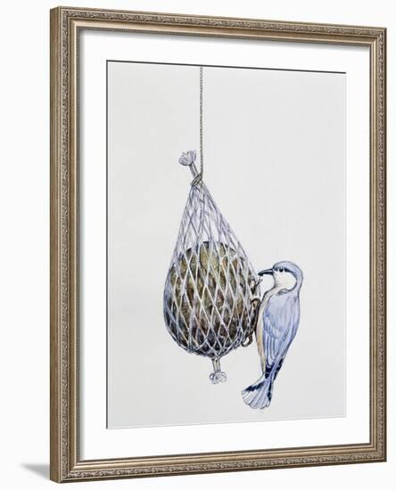 Eurasian Nuthatch or Nuthatch (Sitta Europaea), Sittidae-null-Framed Giclee Print