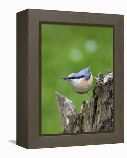 Eurasian Nuthatch (Sitta Europaea), Bielefeld, Germany-Thorsten Milse-Framed Premier Image Canvas