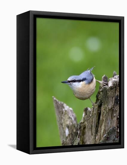 Eurasian Nuthatch (Sitta Europaea), Bielefeld, Germany-Thorsten Milse-Framed Premier Image Canvas