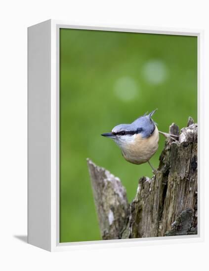 Eurasian Nuthatch (Sitta Europaea), Bielefeld, Germany-Thorsten Milse-Framed Premier Image Canvas